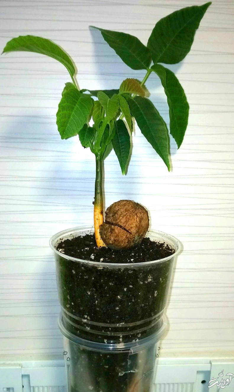 چکار کنیم درخت گردو پربار شود